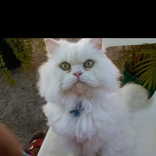 #FR210730 - Chat Perdu