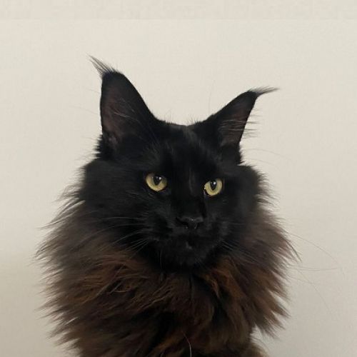 #FR210731 - Chat Perdu #FR210731 - Chat Perdu