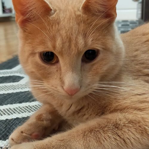 #FR210736 - Chat Perdu #FR210736 - Chat Perdu