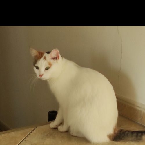 #FR210739 - Chat Perdu #FR210739 - Chat Perdu