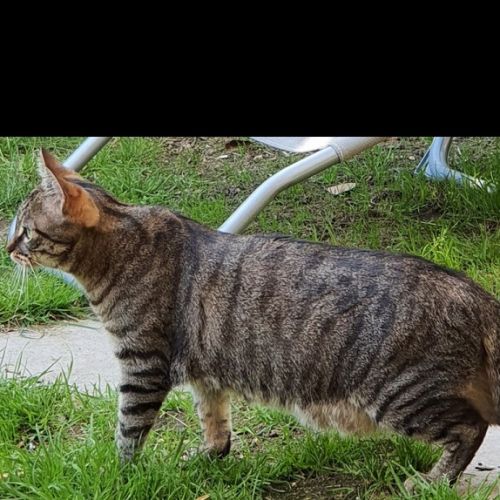 #FR210074 - Chat Perdu #FR210074 - Chat Perdu