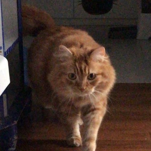 #FR210743 - Chat Perdu