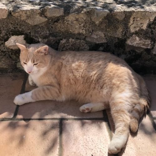 #FR210749 - Chat Perdu #FR210749 - Chat Perdu