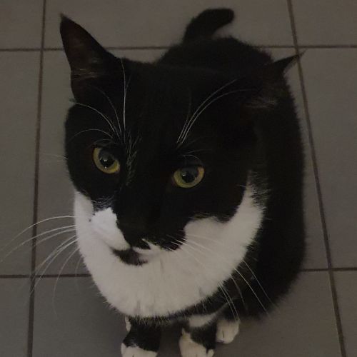#FR210752 - Chat Perdu #FR210752 - Chat Perdu