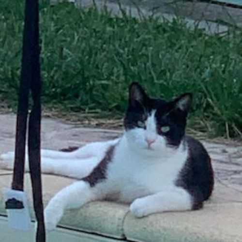 #FR210758 - Chat Perdu