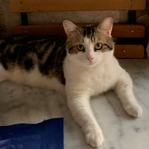 #FR210759 - Chat Perdu