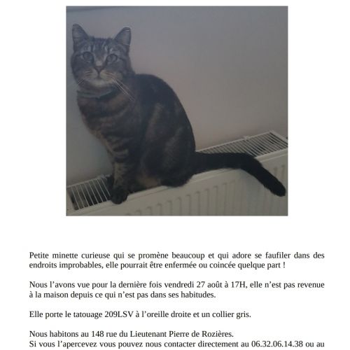 #FR210760 - Chat Perdu #FR210760 - Chat Perdu