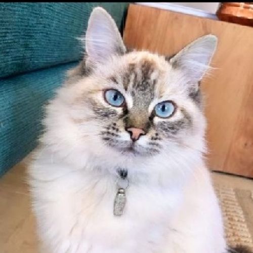 #FR210761 - Chat Perdu #FR210761 - Chat Perdu