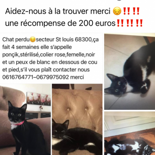#FR210762 - Chat Perdu #FR210762 - Chat Perdu