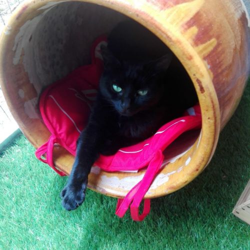 #FR210764 - Chat Perdu #FR210764 - Chat Perdu