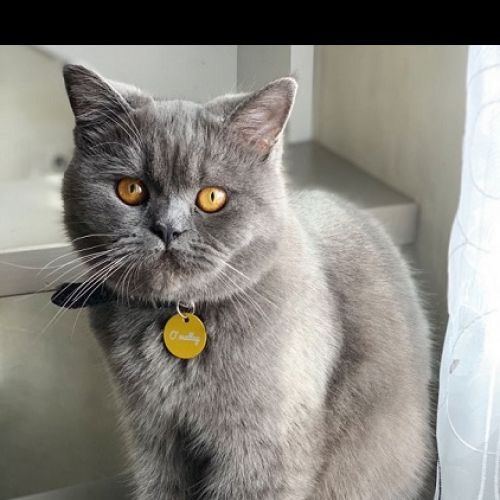 #FR210765 - Chat Perdu #FR210765 - Chat Perdu
