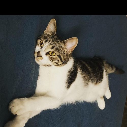 #FR210773 - Chat Perdu #FR210773 - Chat Perdu