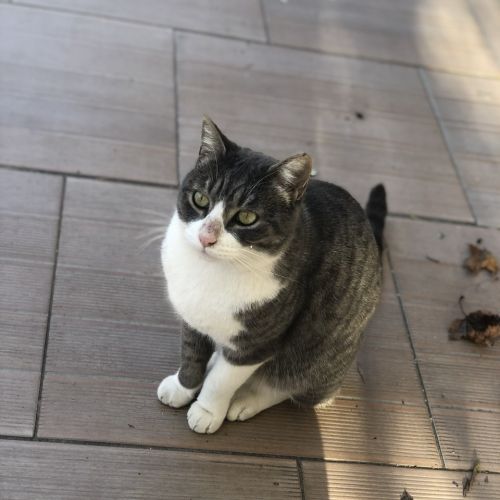 #FR210774 - Chat Perdu #FR210774 - Chat Perdu