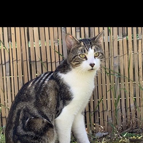 #FR210775 - Chat Perdu #FR210775 - Chat Perdu
