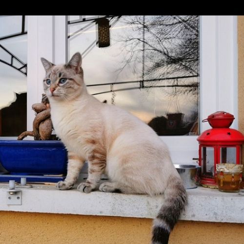 #FR210778 - Chat Perdu #FR210778 - Chat Perdu