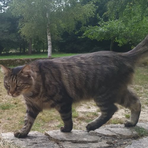 #FR210779 - Chat Perdu