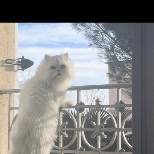 #FR210078 - Chat Perdu #FR210078 - Chat Perdu