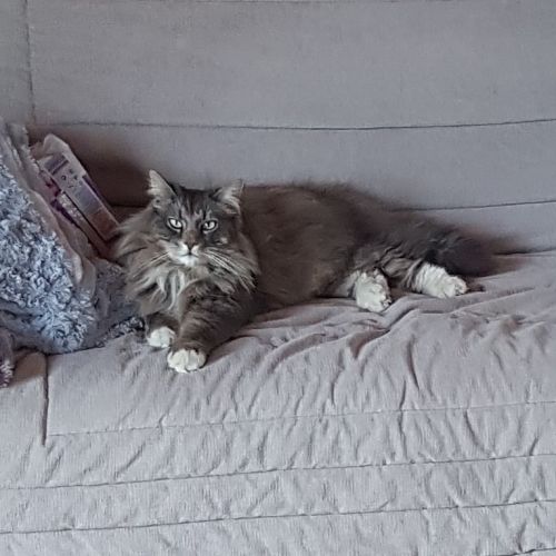 #FR210781 - Chat Perdu #FR210781 - Chat Perdu