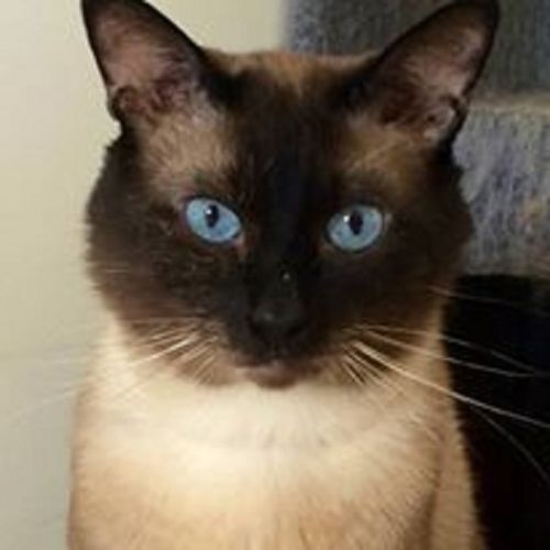 #FR210784 - Chat Perdu #FR210784 - Chat Perdu