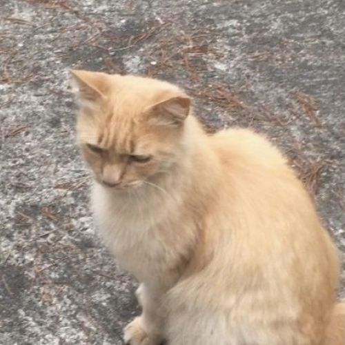 #FR210785 - Chat Perdu #FR210785 - Chat Perdu