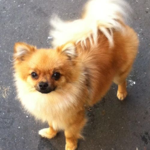 #FR210792 - Chien Perdu #FR210792 - Chien Perdu
