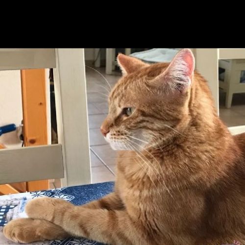 #FR210799 - Chat Perdu #FR210799 - Chat Perdu