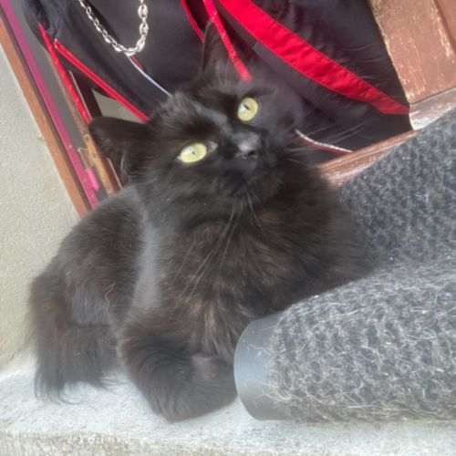 #FR210801 - Chat Perdu