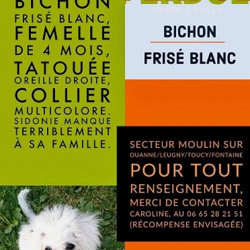 #FR210833 - Chien Perdu #FR210833 - Chien Perdu