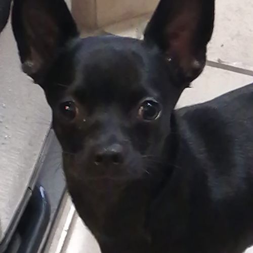 #FR210834 - Chien Perdu #FR210834 - Chien Perdu