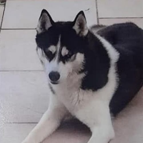 #FR210839 - Chien Perdu #FR210839 - Chien Perdu