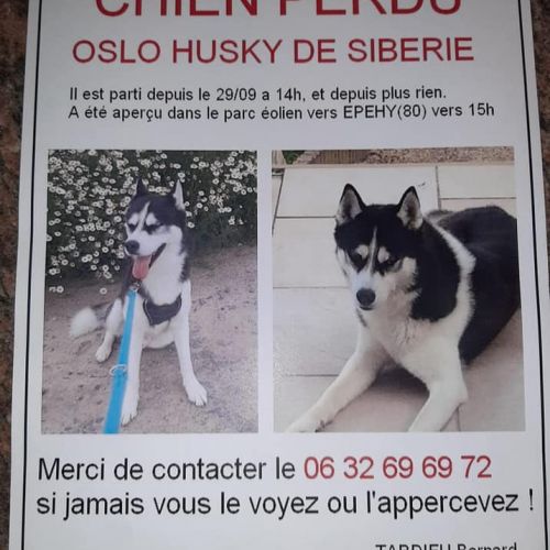 #FR210839 - Chien Perdu #FR210839 - Chien Perdu