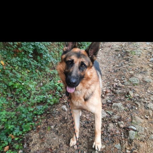 #FR210840 - Chien Perdu #FR210840 - Chien Perdu
