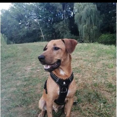 #FR210842 - Chien Perdu #FR210842 - Chien Perdu