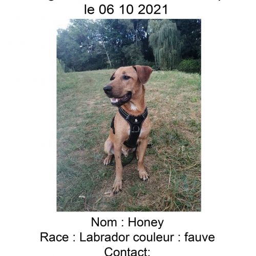 #FR210842 - Chien Perdu #FR210842 - Chien Perdu