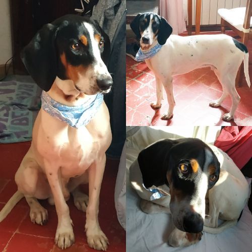 #FR210845 - Chien Trouvé