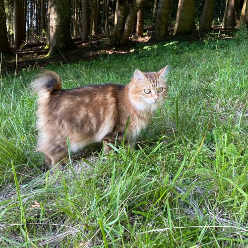 #FR210857 - Chat Perdu #FR210857 - Chat Perdu