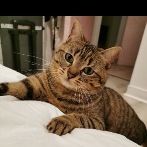 #FR210086 - Chat Perdu #FR210086 - Chat Perdu