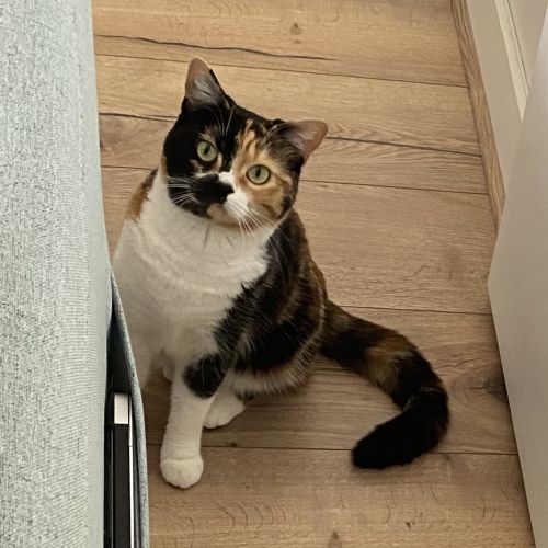 #FR210087 - Chat Perdu #FR210087 - Chat Perdu