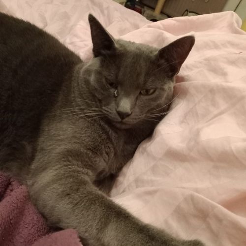 #FR210870 - Chat Perdu #FR210870 - Chat Perdu