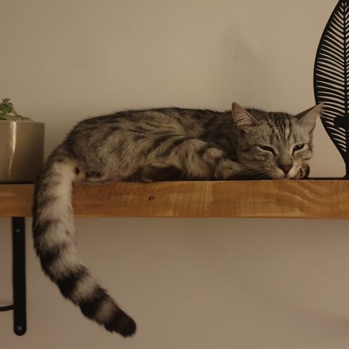 #FR210090 - Chat Perdu #FR210090 - Chat Perdu