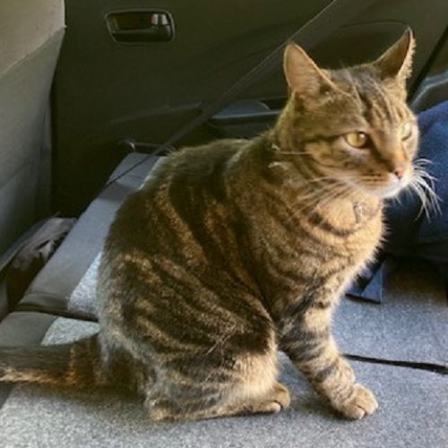 Chat perdu à Villeneuve l'Archevêque en France | AnimalWeb