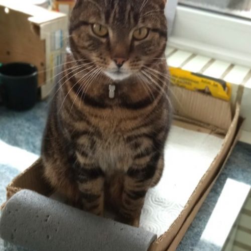 Chat perdu à Villeneuve l'Archevêque en France | AnimalWeb