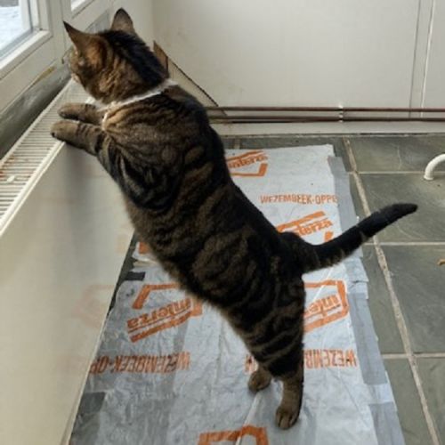 Chat perdu à Villeneuve l'Archevêque en France | AnimalWeb