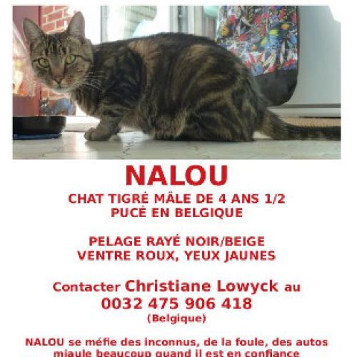 Chat perdu à Villeneuve l'Archevêque en France | AnimalWeb