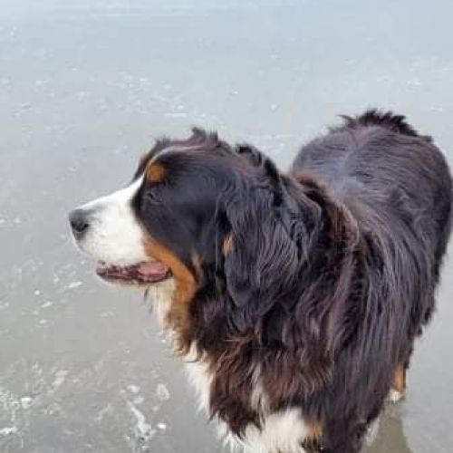 Chien perdu à Wissant en France | AnimalWeb Chien perdu à Wissant en France | AnimalWeb