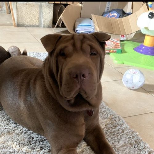 Chien perdu à Issamoulenc en France | AnimalWeb