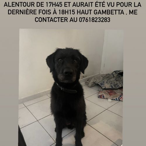 Rambo - Chien perdu à Nice en France | AnimalWeb Chien perdu à Nice en France | AnimalWeb