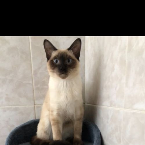 #FR210099 - Chat Perdu #FR210099 - Chat Perdu