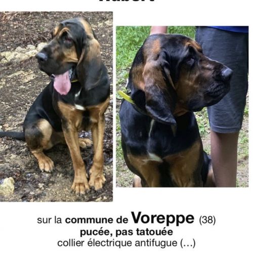 Patcha - Chien perdu à Renage en France | AnimalWeb Chien perdu à Renage en France | AnimalWeb