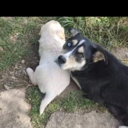 Chien perdu à Millevaches en France | AnimalWeb